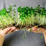 Микрозелень — как вырастить самому у себя дома?